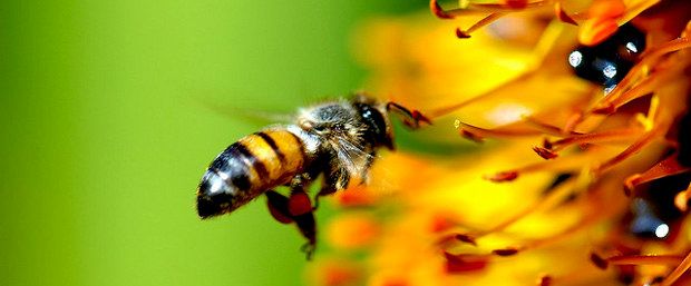 Colapso das colmeias de abelhas tem causa diagnosticada na Africa do Sul